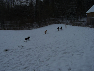 Abby, Roxy, Tucker, Charlie & DD